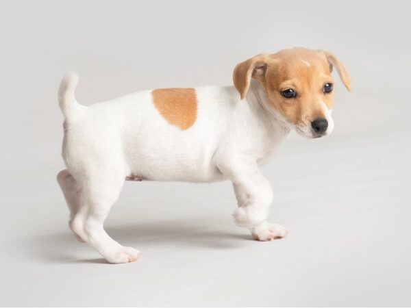 Jack Russell Terrier-Dog-Female-White and Tan Markings-19773-Petland Topeka, Kansas