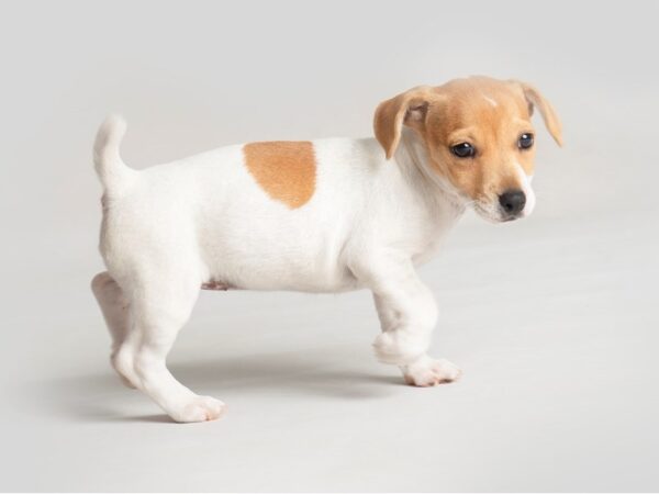 Jack Russell Terrier Dog Female White and Tan Markings 19773 Petland Topeka, Kansas