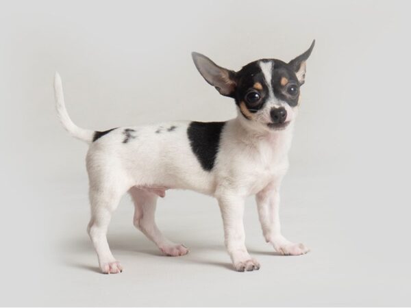 Chihuahua Dog Male Blk & Tn, sptd on wh 19772 Petland Topeka, Kansas