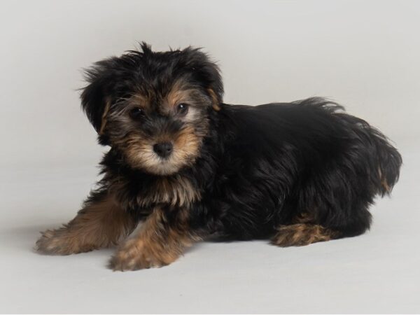 Yorkshire Terrier-Dog-Female-Black and Tan-19771-Petland Topeka, Kansas