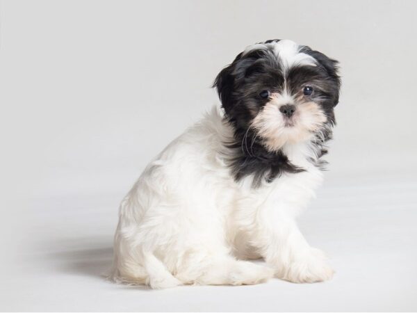 Shih Tzu Dog Female Black / White 19795 Petland Topeka, Kansas