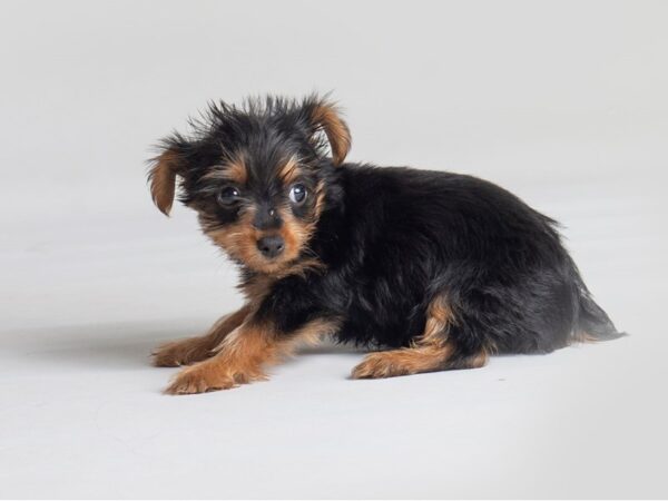 Yorkshire Terrier Dog Female Black / Tan 19796 Petland Topeka, Kansas