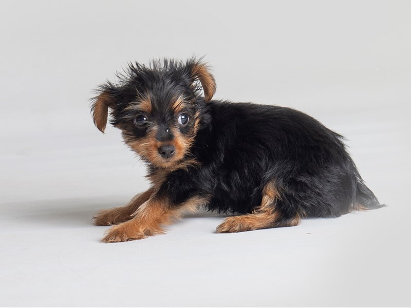 Yorkshire Terrier-Dog-Female-Black / Tan-3804883-Petland Topeka, Kansas