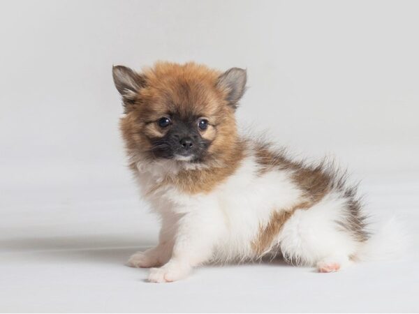 Pomchi Dog Male Red Sable 19799 Petland Topeka, Kansas