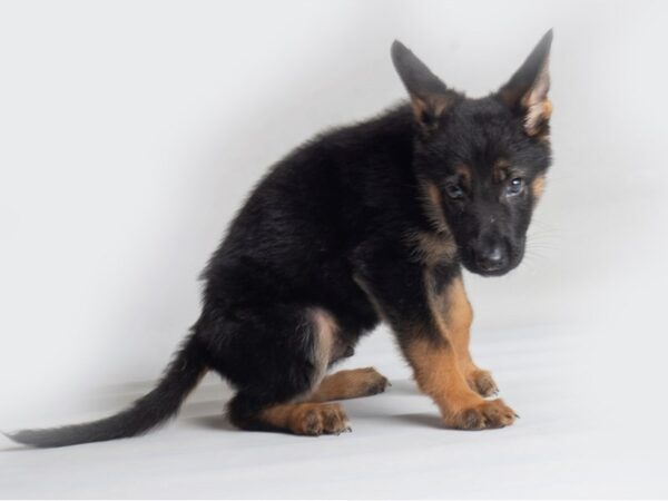 German Shepherd Dog Dog Male Black / Tan 19804 Petland Topeka, Kansas