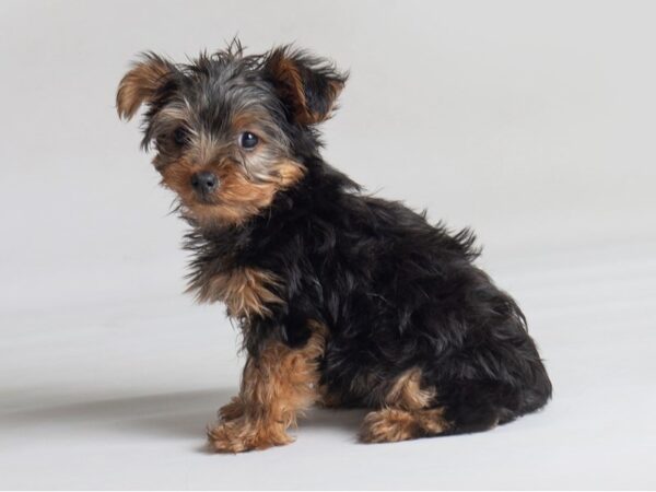 Yorkshire Terrier Dog Male Black / Tan 19805 Petland Topeka, Kansas