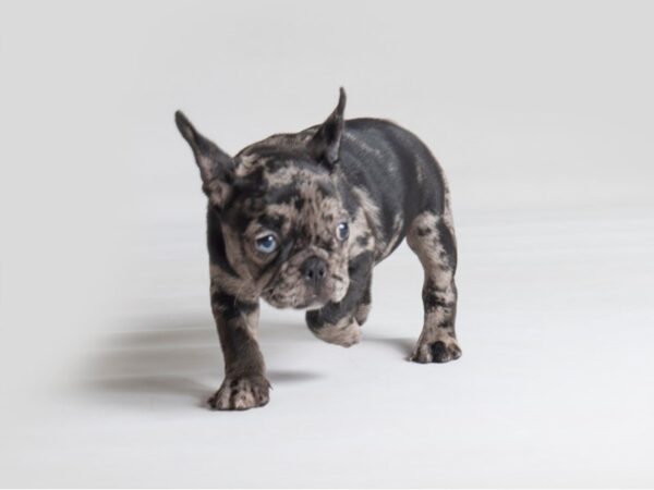 French Bulldog-Dog-Female-Blue Merle-19807-Petland Topeka, Kansas