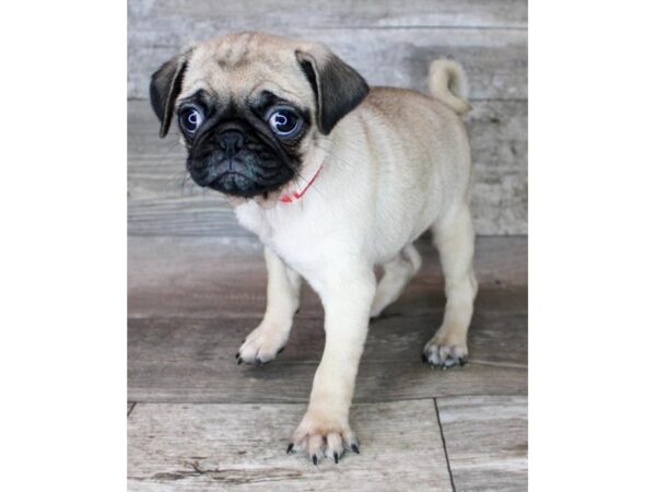 Pug Dog Female Fawn 19822 Petland Topeka, Kansas