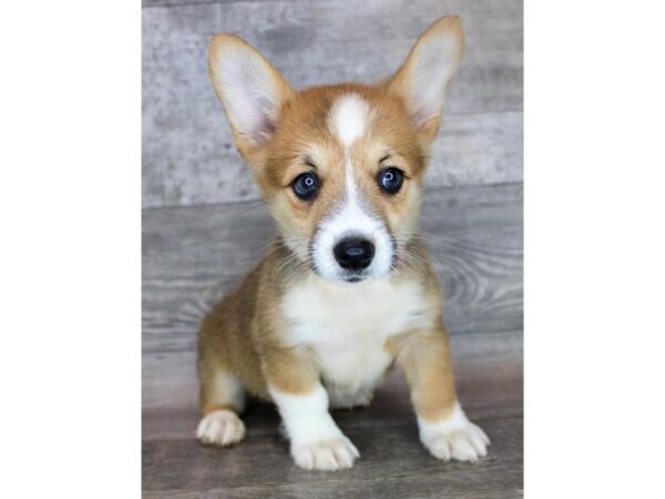 Pembroke Welsh Corgi Dog Female Sable / White 19821 Petland Topeka, Kansas