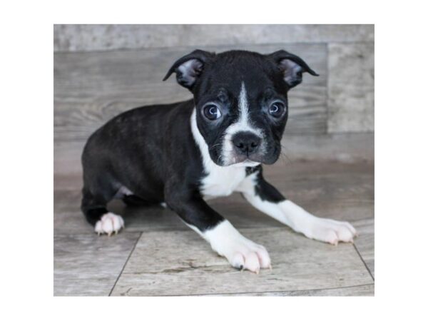 Boston Terrier Dog Female Black / White 19830 Petland Topeka, Kansas