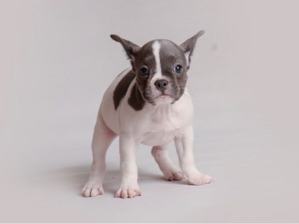 French Bulldog Dog Female Blue Pied 19810 Petland Topeka, Kansas