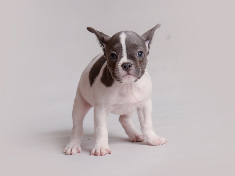 French Bulldog-Dog-Female-Blue Pied-3814113-Petland Topeka, Kansas