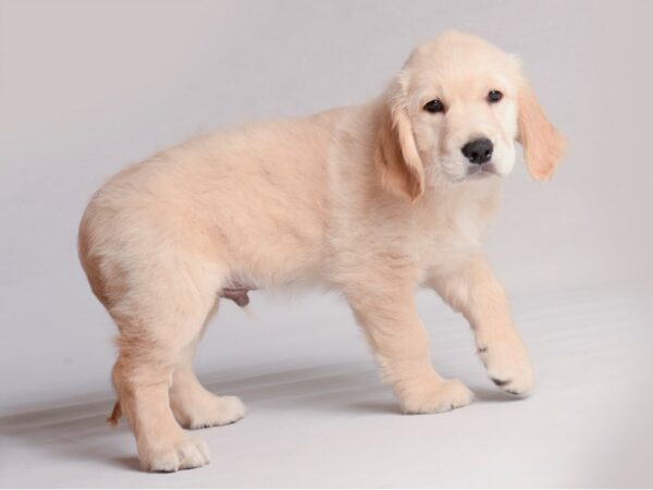 Golden Retriever Dog Male Light Golden 19819 Petland Topeka, Kansas