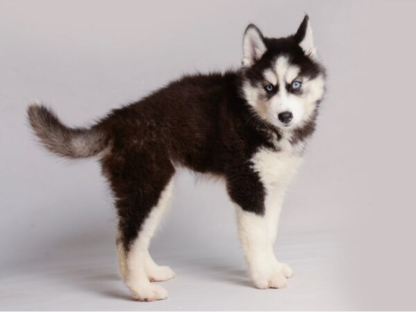 Siberian Husky Dog Female Black / White 19823 Petland Topeka, Kansas