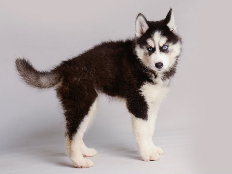 Siberian Husky-Dog-Female-Black / White-3814297-Petland Topeka, Kansas