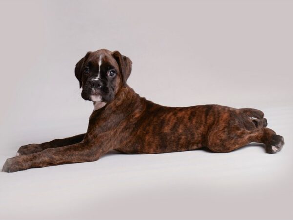 Boxer-Dog-Male-Brindle-19827-Petland Topeka, Kansas