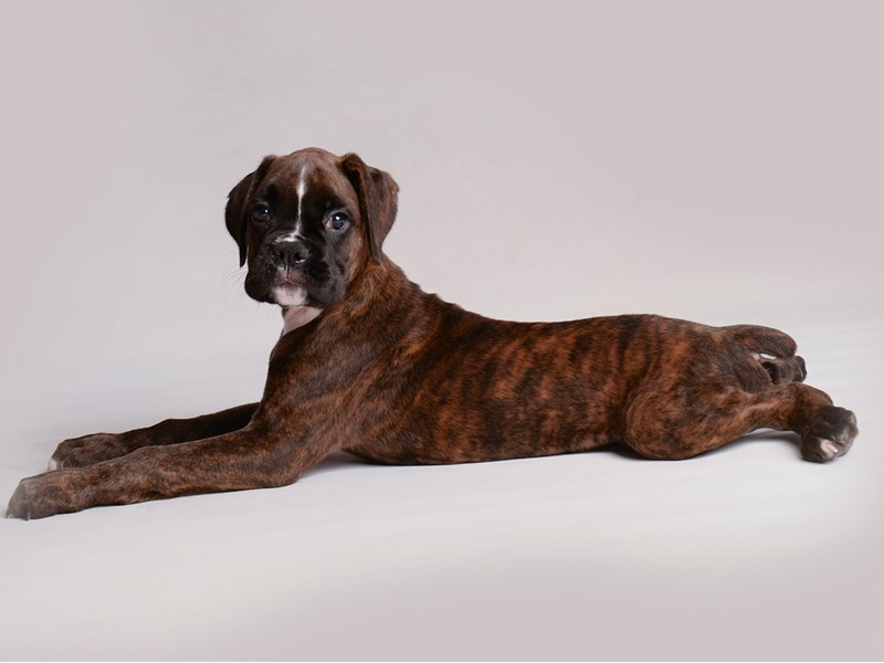 Boxer-Dog-Male-Brindle-3814300-Petland Topeka, Kansas