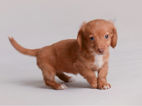 Dachshund Dog Female Red 19829 Petland Topeka, Kansas