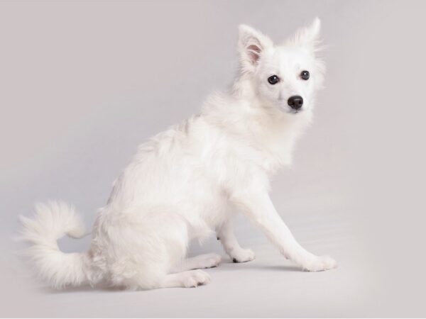 American Eskimo Dog Dog Female White 19629 Petland Topeka, Kansas