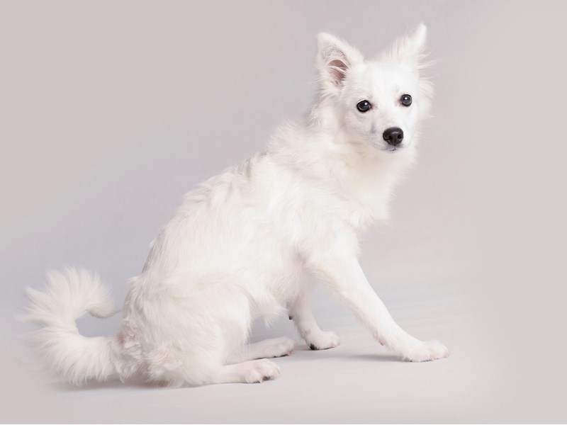 American Eskimo Dog-Dog-Female-White-3714949-Petland Topeka, Kansas