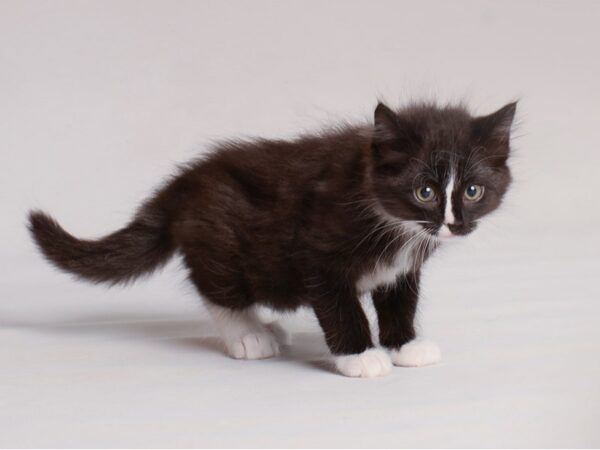 Domestic Short Hair Cat Female Black and White 19748 Petland Topeka, Kansas