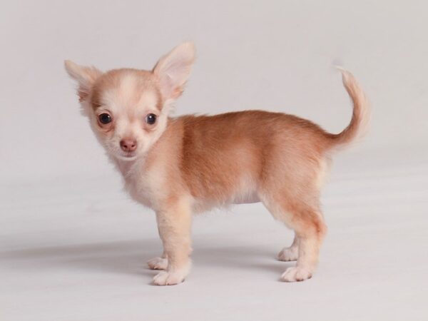 Chihuahua Dog Female Chocolate Sabled Fawn 19832 Petland Topeka, Kansas