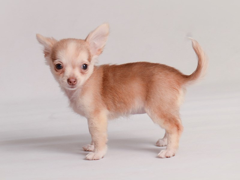 Chihuahua-Dog-Female-Chocolate Sabled Fawn-3823350-Petland Topeka, Kansas
