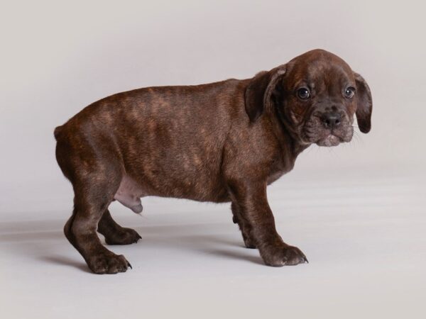 Freagle Dog Male Brindle 19815 Petland Topeka, Kansas