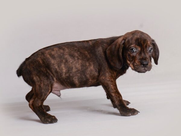 Freagle Dog Male Brindle 19814 Petland Topeka, Kansas