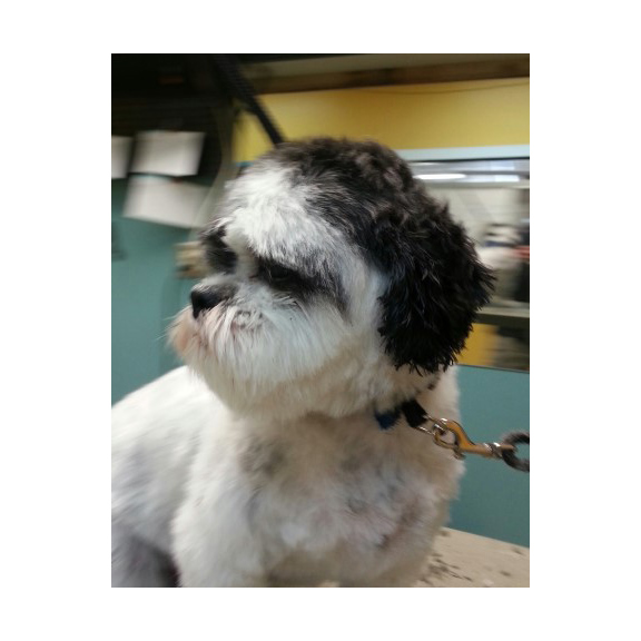 Petland Topeka Ks