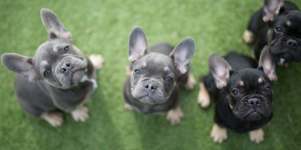 This Is Why You Need A French Bulldog