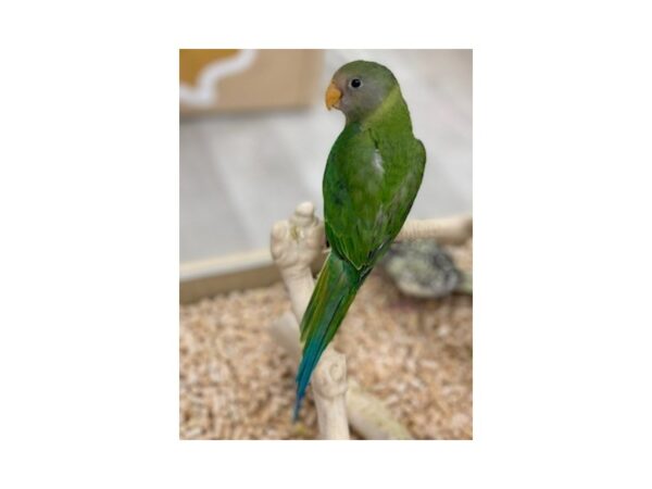 Plum Headed Parakeet Bird 19605 Petland Topeka, Kansas