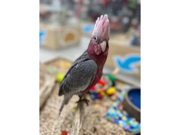 Galah Cockatoo Bird Male 19604 Petland Topeka, Kansas