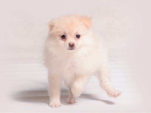 Pomeranian Dog Female Cream 19685 Petland Topeka, Kansas