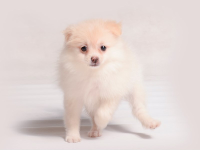 Pomeranian-Dog-Female-Cream-3740906-Petland Topeka, Kansas
