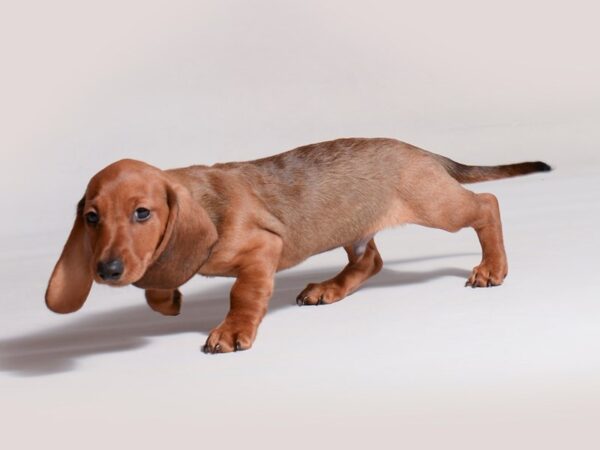 Dachshund Dog Male Wildboar 19714 Petland Topeka, Kansas