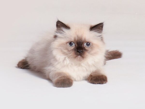 [#19706] Seal Point Female Persian Kittens For Sale