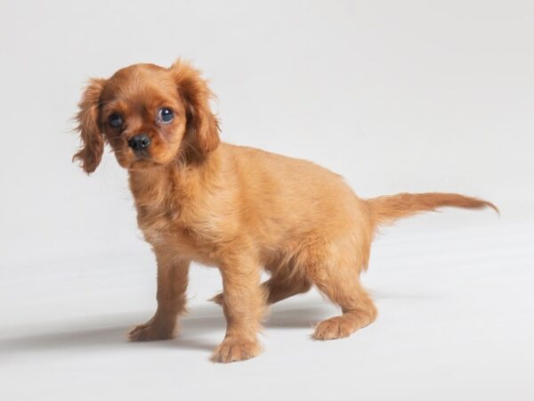 Cavalier King Charles Spaniel Dog Female Ruby 19740 Petland Topeka, Kansas