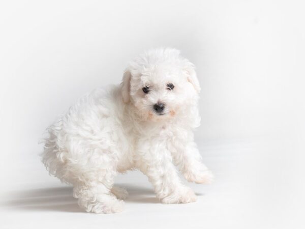 Bichon Frise Dog Male White 19739 Petland Topeka, Kansas