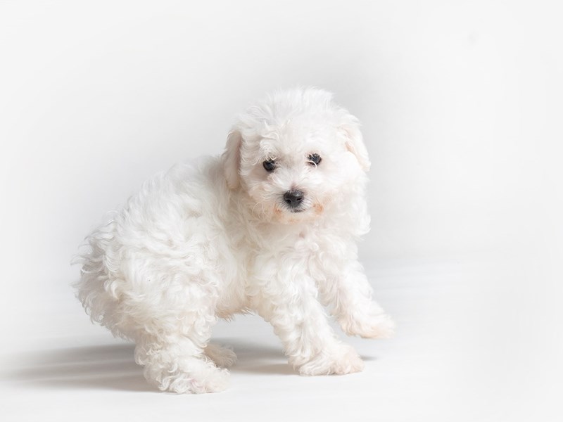 Bichon Frise-Dog-Male-White-3777258-Petland Topeka, Kansas