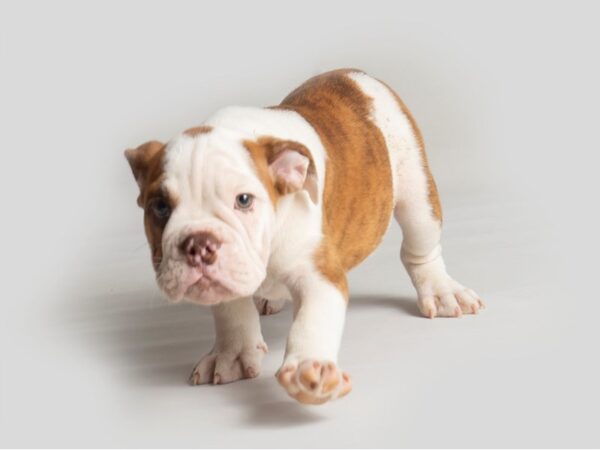 English Bulldog Dog Male Brown and White 19791 Petland Topeka, Kansas