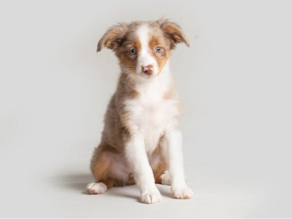 Miniature Australian Shepherd Dog Female Red Merle 19783 Petland Topeka, Kansas