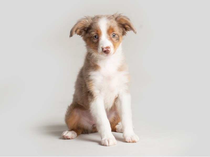 Miniature Australian Shepherd-Dog-Female-Red Merle-3795666-Petland Topeka, Kansas