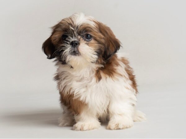 [#19778] Gold and White Female Shih Tzu Puppies For Sale