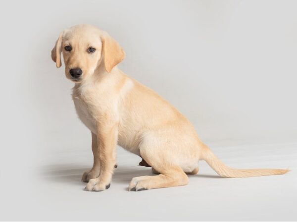 Labrador Retriever Dog Male Yellow 19767 Petland Topeka, Kansas