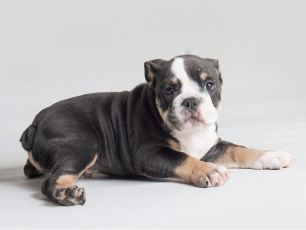 Bulldog Dog Male Black White / Tan 19798 Petland Topeka, Kansas