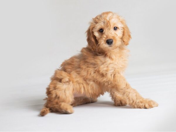 Goldendoodle Mini Dog Female Apricot 19800 Petland Topeka, Kansas