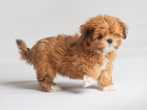 Lhasapoo Dog Female Red 19803 Petland Topeka, Kansas