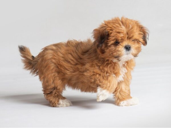 [#19803] Red Female Lhasapoo Puppies For Sale