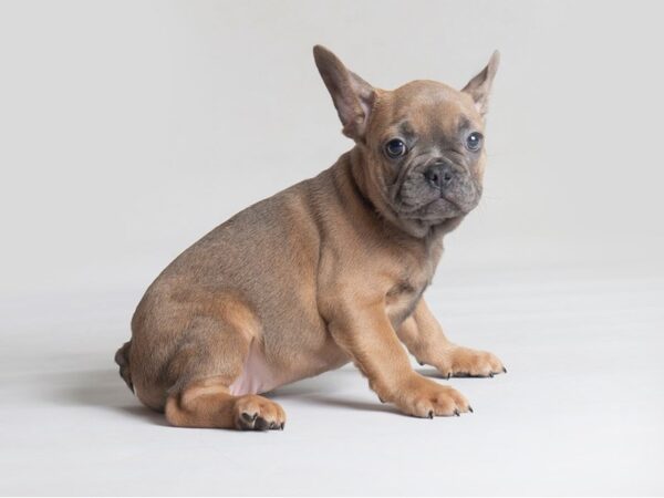 French Bulldog Dog Male Chocolate Blue Mask 19806 Petland Topeka, Kansas